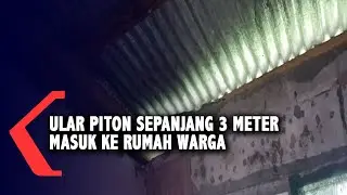 Banjir Surut Ular Piton Sepanjang 3 Meter Masuk Dirumah Warga