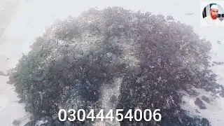 Kisi bhi Jariboti & Nabatate ka namak ya khar nikaalna ka Tarika