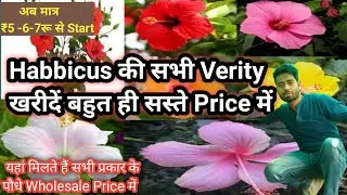 Habbicus MultyColour Verity|Best Verity Of Habbicus|Chipset Price Nursery in Gajraula