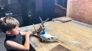 HOW TO- European mount for deer. TOO EASY!