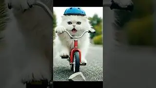 Fluffy Cat&rsquo;s Bicycle Accident 😿  #catshorts #cats #kitten  #viral #shorts  #catlovers  #funnycats