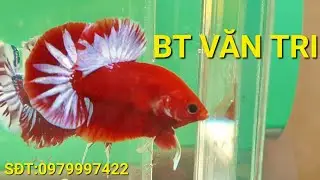 phần 35: ng&agrave;y 7-3-2022| red fancy star.