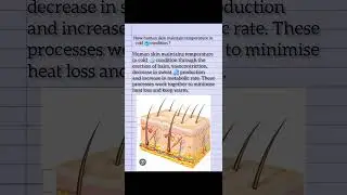 how human skin maintain temperature in Cold 🥶 condition? #facts #science #sindhboardteaching
