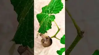 Como Plantar MUDA de UVA #cultivandovariedades #dicas #uva #shortvideo