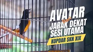[ Murai Batu AVATAR ] Begini Aksi Dari Jarak Dekatnya ‼️ Durasi, Volume dan Irama Lagunya Ngeri