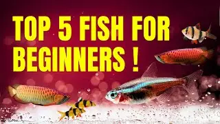 TOP 5 fish for beginners!