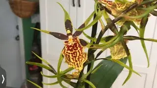 Banfieldara (Bnfd.) Gilded Tower &lsquo;Mystic Maze&rsquo; in Bloom - July 2022