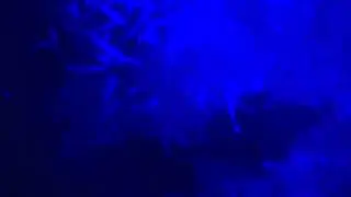 Manta Ray dance