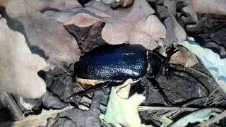 Prionus coriarius (Linnaeus,1758). Самка усача-кожевника делает кладку.