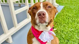Meet Paisley Princess Pittie Pie!