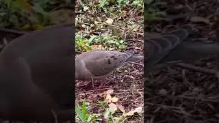 Lots of Bird