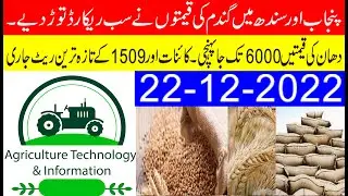 wheat price all record broken | Wheat price too high | New paddy dhaan price touch 6000 pr mn
