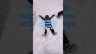 Watch this #Dogs reaction to making snow angels #dog #doggielife #snowday #snowdog #dogshorts