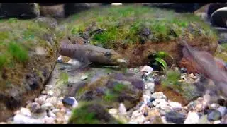 120 Shrimp vs 12 Freshwater Goby Fish 【Aquarium】