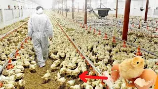 Amazing Modern Chicks Poultry Farming Technology | Unbox Tech HD
