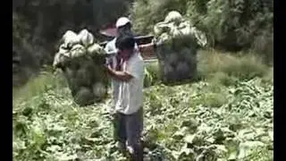 IGOROT Song 