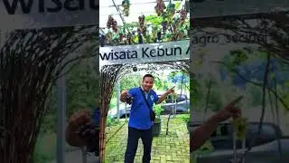 liburan sejuk memetik buah anggur