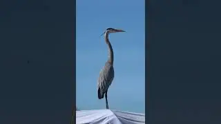 Big Blue Heron Tampa Bay Florida