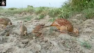 Mother feeding Francolin chicks | teetar ke bacche | teetar ke bac puri video dekhen