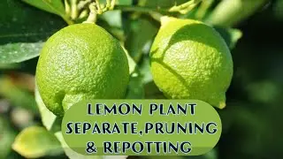 (04) Lemon Plant Care | How to Separate Lemon Plant | Lemon Plant Repotting | Lemon Pruning
