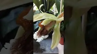 Целогина salmonicolor