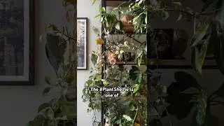 Curate the BEST #PlantShelfie possible with these tips! 🪴✨ #plants #houseplants #shorts