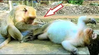 OMG! King Sweet Pea Cries Call Mom Popeye Groom Him,  Popeye Still Shares Her Love To SP.