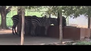 Zebras eating and while  Bear are playing #wildlife #animals #zoo #travel #lifeisbutadream 