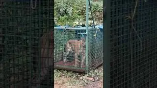 Man Eater Tiger Caught in Trap !! 😱
