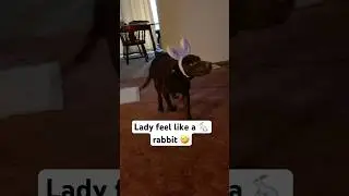 She love her Rabbit Ear #dog #shortsfeed #funnydogs #youtubeshorts #shorts #short