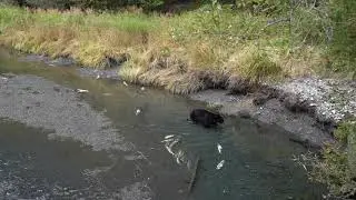 Black bear eating salmon at Tonsina Creek, Cannes Trail, Lowell Point