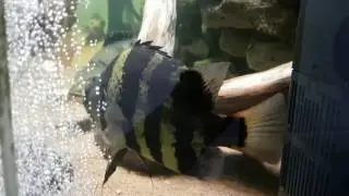 Datnioides Campbelli
