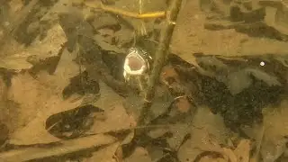 Turtle Disturbs Crayfish & Big Bass Checks Me Out