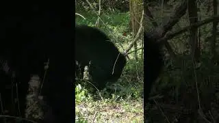 Sloth bear 🐻 Yala National Park #wildlife #nature #trending  #worldexplorer