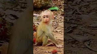 Lovely baby monkey #animals #babyanimal #babymonkey #cute #monkey #shorts