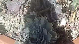 Es una tristeza mi jard&iacute;n