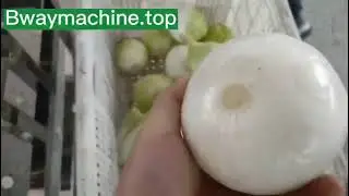 Onion top tail cutting machine ends cutting machine 1-2tons per hour