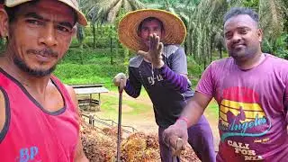 #vilog #video #Plantation palm oil Malaysia