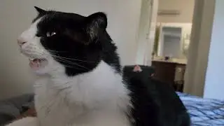 [828] talking cat Mimi says hell no to kisses