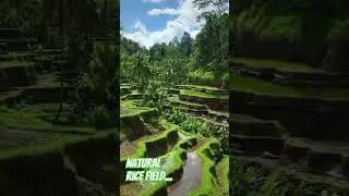 natural rice field..#nature #ricefield