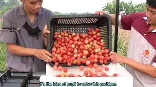 Tomato sorting machine : Nongkhai Technical College