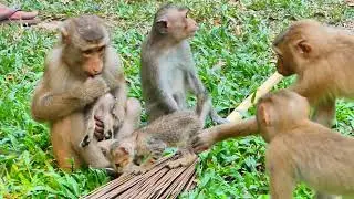 Monkey Joyce bring Jovi to see poor abandoned Kitties in monkey land, Monkeys love these kit