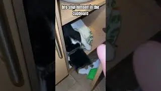 bruh #cat #shorts #meme