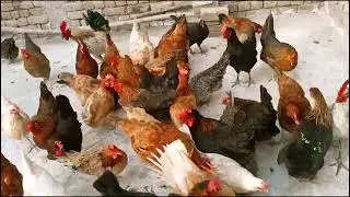 Chickens Amazing Video of Eating Green Vegetables, chickens,egg laying,Hens,rooster, Chicken farming