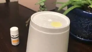 Styrofoam + Lemon Oil