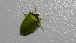 昆蟲-景東普椿象&nbsp;Priassus exemptus