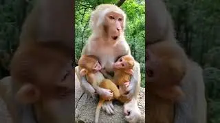 Beautiful monkey breastfeeding her baby #nature #shorts