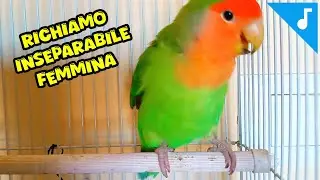 RICHIAMO INSEPARABILE FEMMINA 💚🦜🧡 canto uccelli inseparabili🧡🔊💚 [effetto sonoro] verso/RUMORE 🐦✨🤍🦜