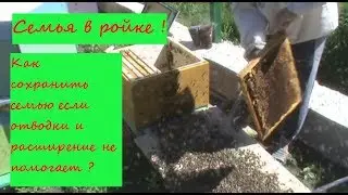 Выводим семью из роевого состояния.We bring the family out of the swarm state.