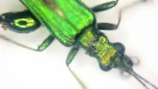 green swollen thighed beetle